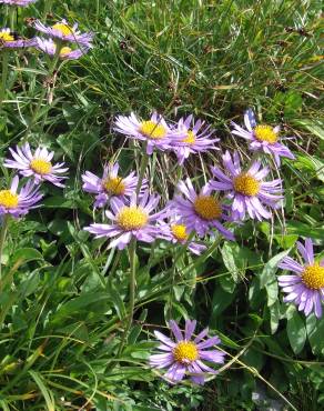 Fotografia 6 da espécie Aster alpinus no Jardim Botânico UTAD