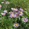 Fotografia 6 da espécie Aster alpinus do Jardim Botânico UTAD