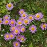 Fotografia 7 da espécie Aster alpinus do Jardim Botânico UTAD