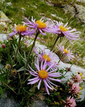 Fotografia 8 da espécie Aster alpinus no Jardim Botânico UTAD