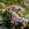 Fotografia 8 da espécie Aster alpinus do Jardim Botânico UTAD