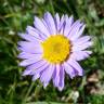 Fotografia 9 da espécie Aster alpinus do Jardim Botânico UTAD