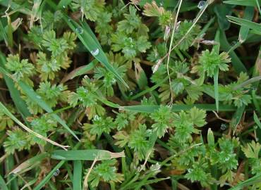 Fotografia da espécie Alchemilla arvensis