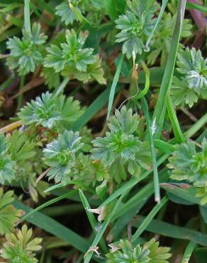 Fotografia 4 da espécie Alchemilla arvensis no Jardim Botânico UTAD