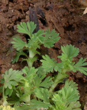 Fotografia 1 da espécie Alchemilla arvensis no Jardim Botânico UTAD