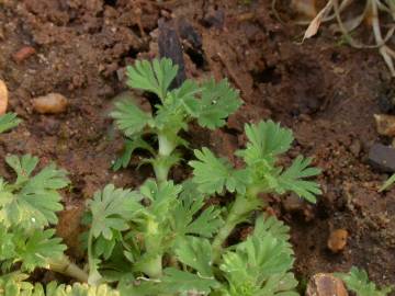 Fotografia da espécie Alchemilla arvensis