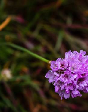 Fotografia 4 da espécie Armeria welwitschii no Jardim Botânico UTAD