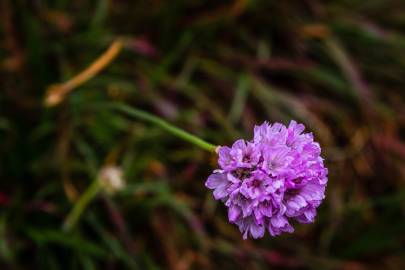 Fotografia da espécie Armeria welwitschii