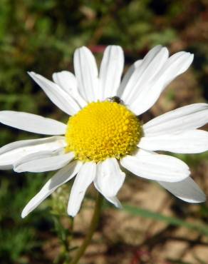 Fotografia 3 da espécie Anthemis cotula no Jardim Botânico UTAD