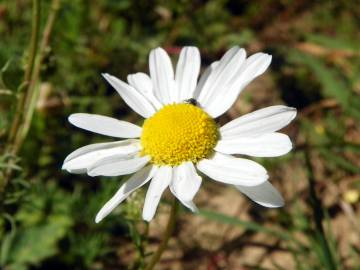 Fotografia da espécie Anthemis cotula