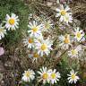 Fotografia 4 da espécie Anthemis cotula do Jardim Botânico UTAD