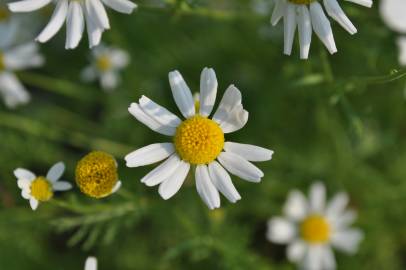 Fotografia da espécie Anthemis cotula