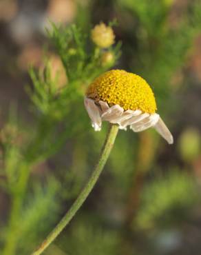 Fotografia 5 da espécie Anthemis austriaca no Jardim Botânico UTAD