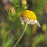 Fotografia 5 da espécie Anthemis austriaca do Jardim Botânico UTAD