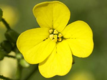 Fotografia da espécie Bunias erucago