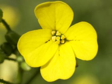 Fotografia da espécie Bunias erucago