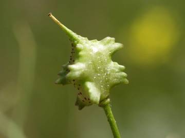 Fotografia da espécie Bunias erucago