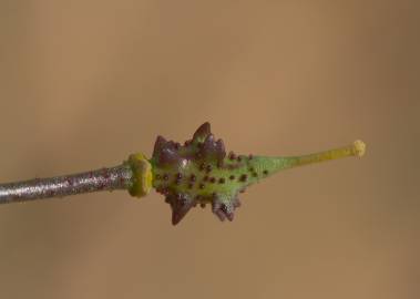 Fotografia da espécie Bunias erucago