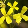 Fotografia 7 da espécie Bunias erucago do Jardim Botânico UTAD