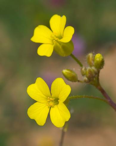 Fotografia de capa Bunias erucago - do Jardim Botânico