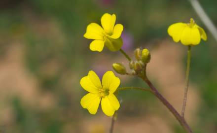 Fotografia da espécie Bunias erucago