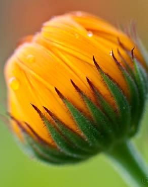 Fotografia 3 da espécie Calendula officinalis no Jardim Botânico UTAD