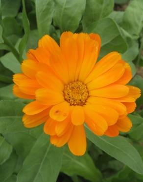 Fotografia 4 da espécie Calendula officinalis no Jardim Botânico UTAD