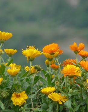 Fotografia 5 da espécie Calendula officinalis no Jardim Botânico UTAD