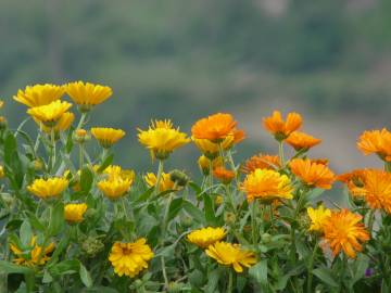 Fotografia da espécie Calendula officinalis