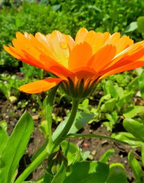 Fotografia 6 da espécie Calendula officinalis no Jardim Botânico UTAD