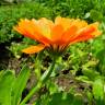 Fotografia 6 da espécie Calendula officinalis do Jardim Botânico UTAD