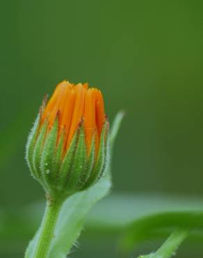 Fotografia 8 da espécie Calendula officinalis no Jardim Botânico UTAD