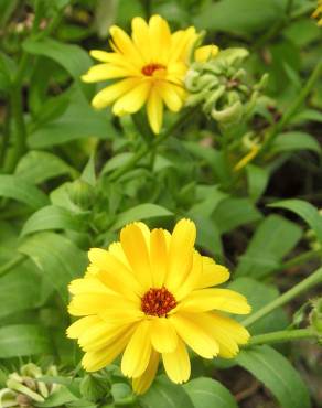 Fotografia 10 da espécie Calendula officinalis no Jardim Botânico UTAD