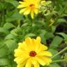 Fotografia 10 da espécie Calendula officinalis do Jardim Botânico UTAD