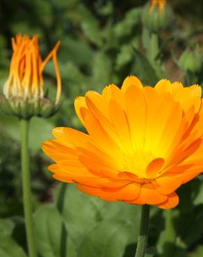 Fotografia 11 da espécie Calendula officinalis no Jardim Botânico UTAD