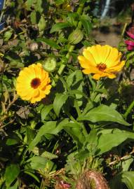 Fotografia da espécie Calendula officinalis