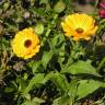 Fotografia 1 da espécie Calendula officinalis do Jardim Botânico UTAD