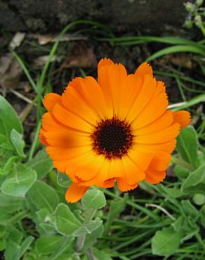 Fotografia 12 da espécie Calendula officinalis no Jardim Botânico UTAD