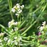 Fotografia 4 da espécie Calepina irregularis do Jardim Botânico UTAD