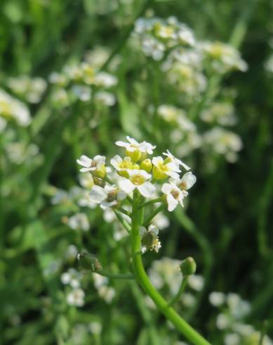 Fotografia de capa Calepina irregularis - do Jardim Botânico