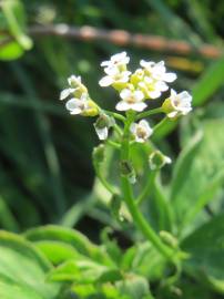 Fotografia da espécie Calepina irregularis