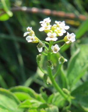 Fotografia 6 da espécie Calepina irregularis no Jardim Botânico UTAD