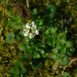 Fotografia da espécie Cardamine parviflora