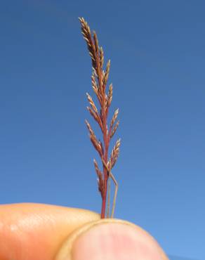 Fotografia 3 da espécie Catapodium rigidum subesp. rigidum no Jardim Botânico UTAD