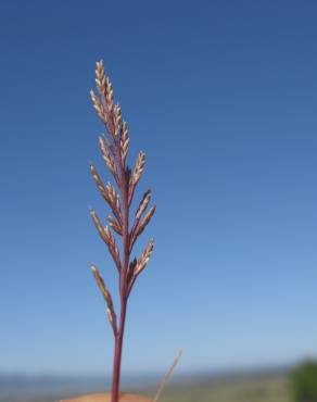 Fotografia 4 da espécie Catapodium rigidum subesp. rigidum no Jardim Botânico UTAD