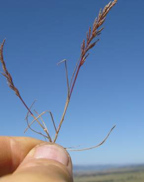 Fotografia 5 da espécie Catapodium rigidum subesp. rigidum no Jardim Botânico UTAD