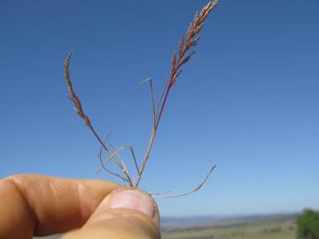 Fotografia da espécie Catapodium rigidum subesp. rigidum