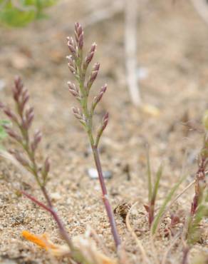 Fotografia 1 da espécie Catapodium rigidum subesp. rigidum no Jardim Botânico UTAD