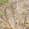 Fotografia 1 da espécie Catapodium rigidum subesp. rigidum do Jardim Botânico UTAD