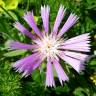 Fotografia 4 da espécie Centaurea pullata do Jardim Botânico UTAD